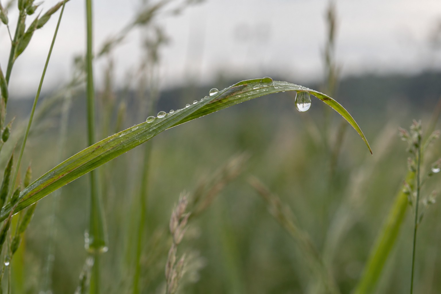 Rasos lašelis ant žolės stiebelio švelnioje ryto šviesoje